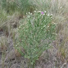 Russian knapweed thumbnail 2