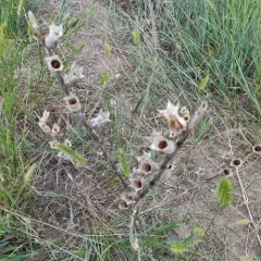 black henbane thumbnail 2