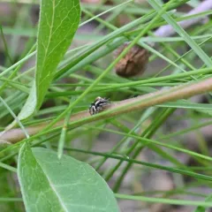 Hoy's Jumping Spider thumbnail 3