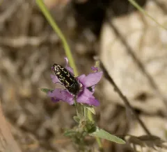 Acmaeodera retifera thumbnail 2