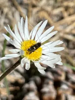 Adela flammeusella thumbnail 2