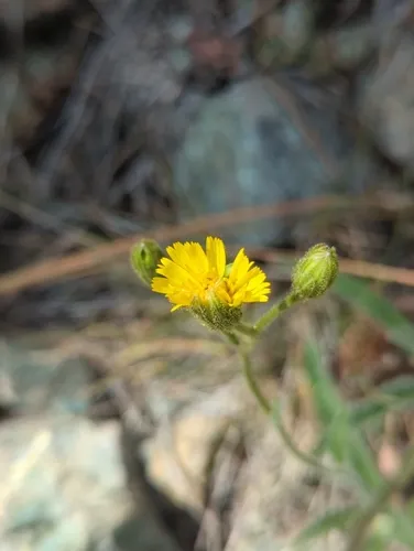 Parry's hawkweed