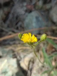 Parry's hawkweed thumbnail 1