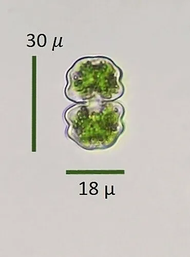 Cosmarium difficile