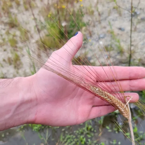 Common Barley