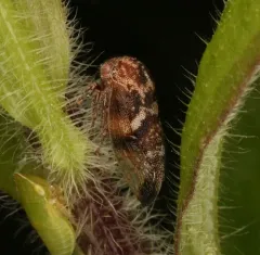 Ophiderma definita thumbnail 3