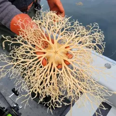 Common basket star thumbnail 2