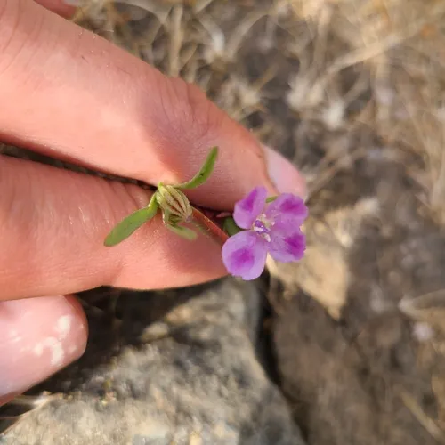 Winecup Clarkia