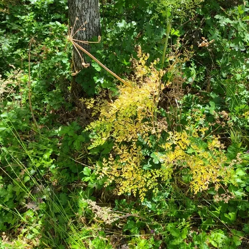 Fernleaf Biscuitroot