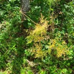 Fernleaf Biscuitroot thumbnail 1