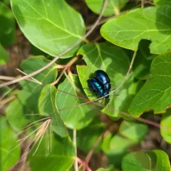 Cobalt Milkweed Beetle thumbnail 3