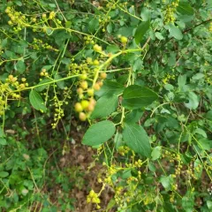deerbrush ceanothus thumbnail 3