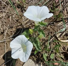 Macoun's Bindweed thumbnail 4