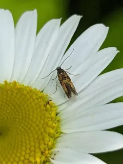 Spinach moth thumbnail 3