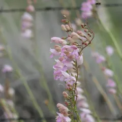 Palmer's penstemon thumbnail 3