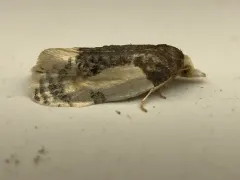Contrasting Henricus Moth thumbnail 2
