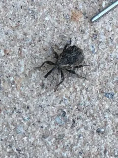 Horsetail weevil thumbnail 1