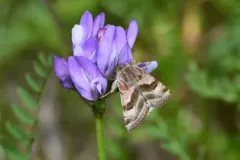 flax bollworm thumbnail 1