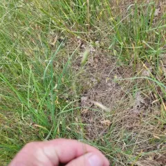 California oatgrass thumbnail 2