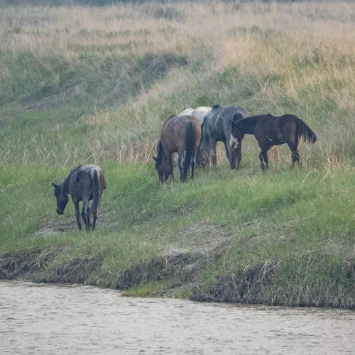 Domestic Horse