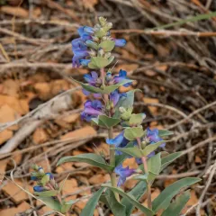 Wax-leaf Beardtongue thumbnail 4