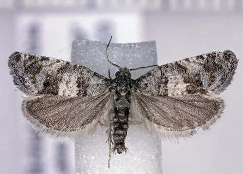 Epiblema resumptana