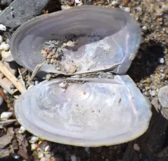 Pink Papershell thumbnail 4