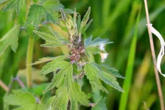 five-bladed motherwort thumbnail 2