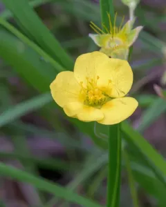 Idaho barren strawberry thumbnail 3