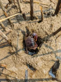 Purple Marsh Crab thumbnail 2