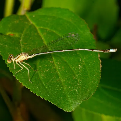 Vesper Bluet