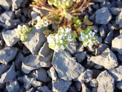 Limestone Scurvy-grass thumbnail 1