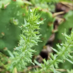 Rough False Pennyroyal thumbnail 4
