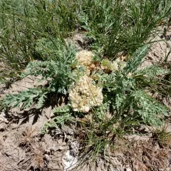 mountain springparsley thumbnail 4