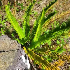 Narrowleaf sword fern thumbnail 3