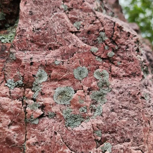 Physcia dakotensis