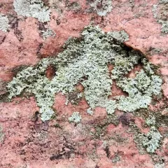 Thomson's Rosette Lichen thumbnail 3