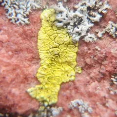 Yellow Cobblestone Lichen thumbnail 3