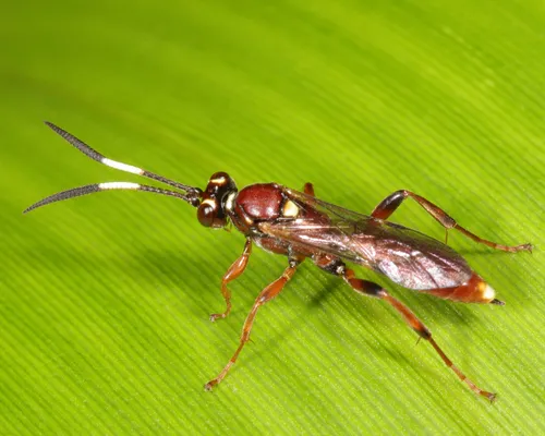 Melanichneumon indecoratus