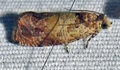 Olethreutes comandranum