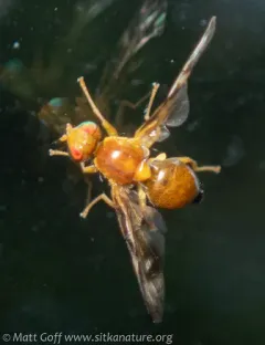 Euleia uncinata thumbnail 2