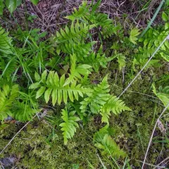 netted chain fern thumbnail 3