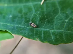 Horistonotus curiatus thumbnail 2