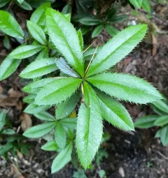 wintergreen barberry thumbnail 3