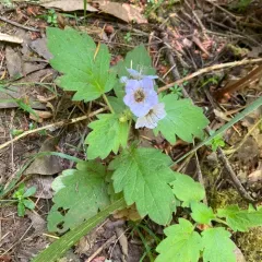 Bolander's Phacelia thumbnail 4
