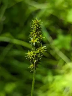 Glomerate Sedge thumbnail 3