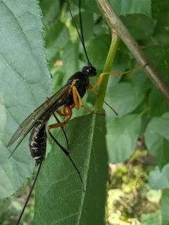 Coleocentrus flavipes thumbnail 4
