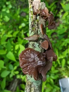 Auricularia angiospermarum thumbnail 2