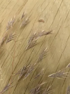 Barren Brome thumbnail 2