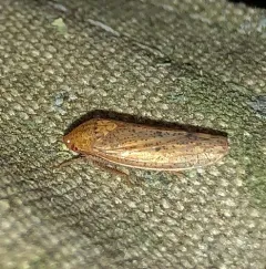 Ponana puncticollis thumbnail 4